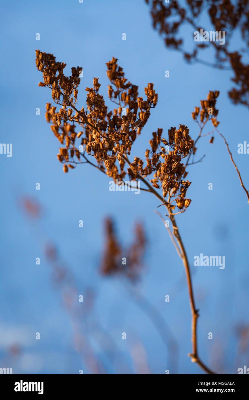 Dry plant at winter Stock Photo