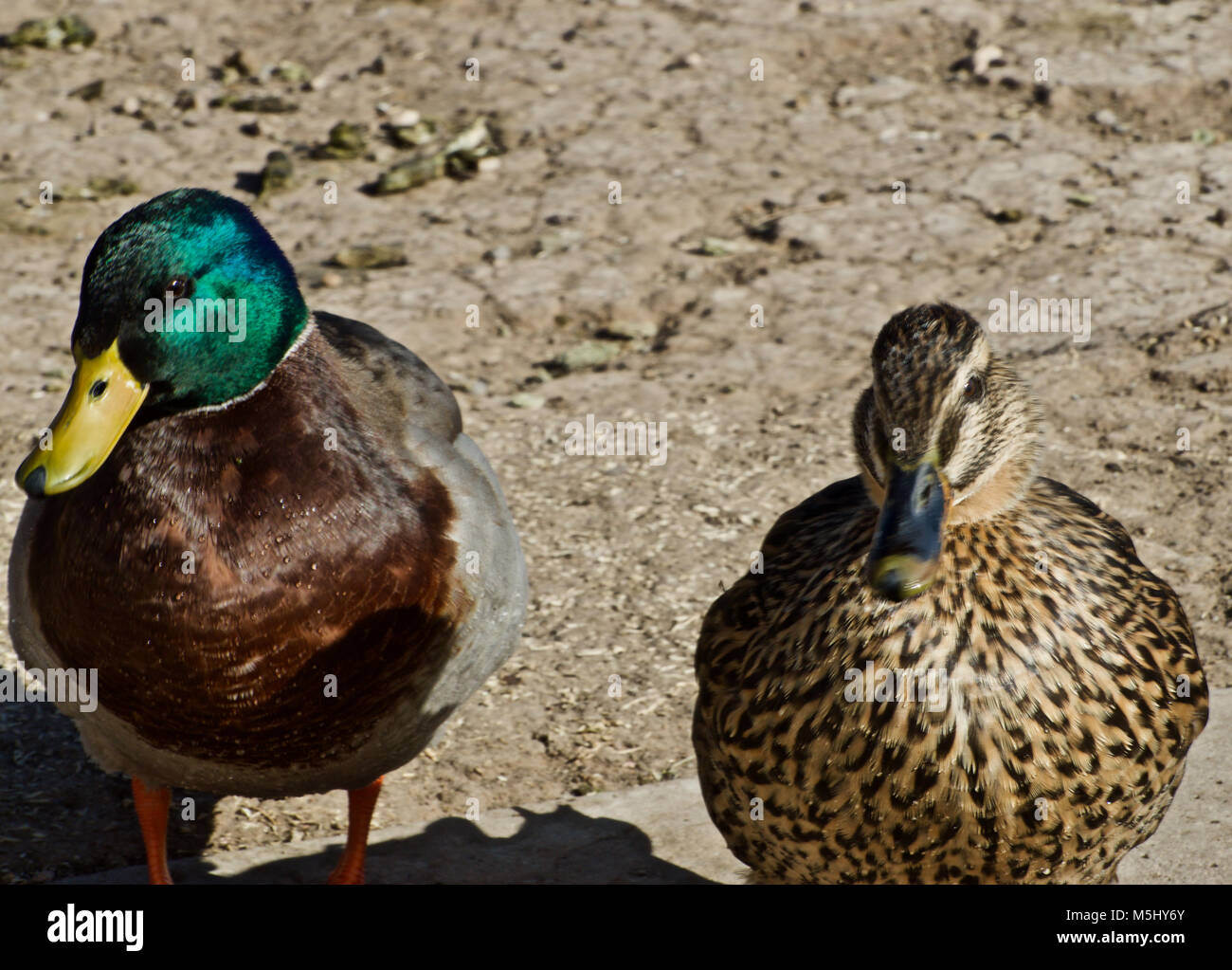 mallard Duck Pair at Rest Canyon, Texas Stock Photo