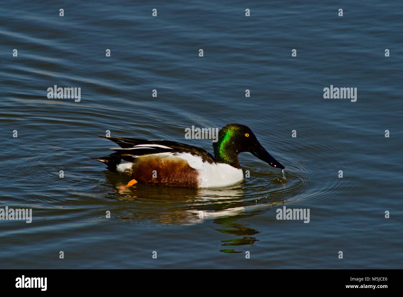 Spoonbill Duck Male in Breeding Colors Stock Photo