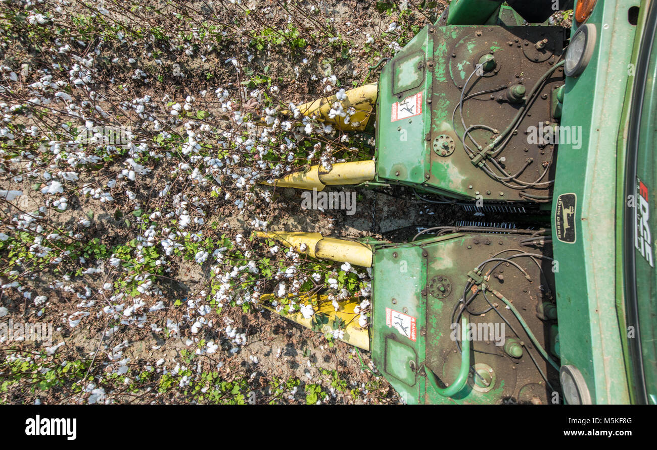 Looking down at cotton picker's heads as it intakes mature cotton into it's spindles, Tifton Georgia. Stock Photo