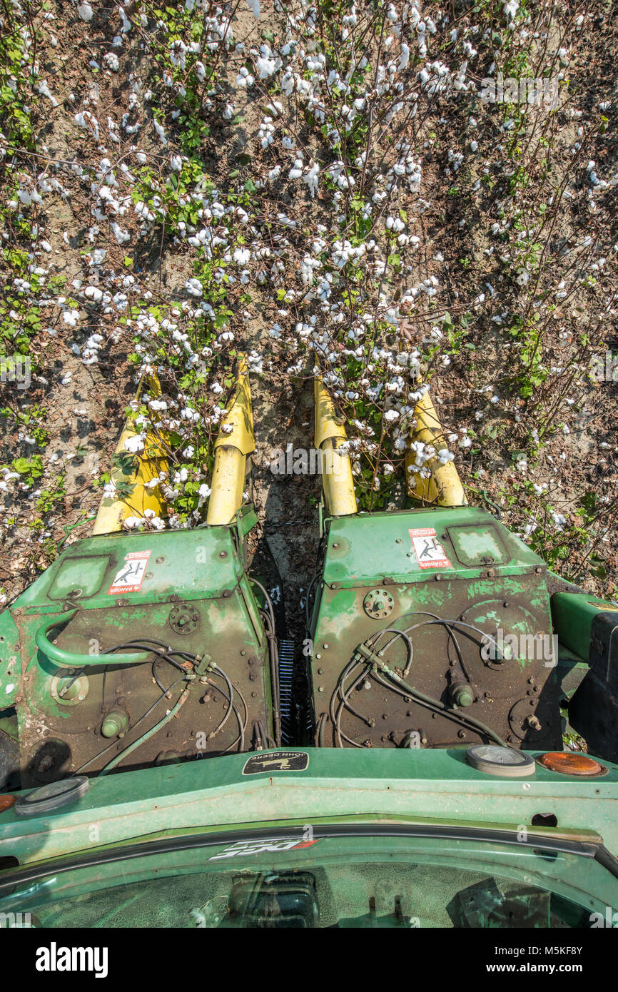 Looking down at cotton picker's heads as it intakes mature cotton into it's spindles, Tifton Georgia. Stock Photo