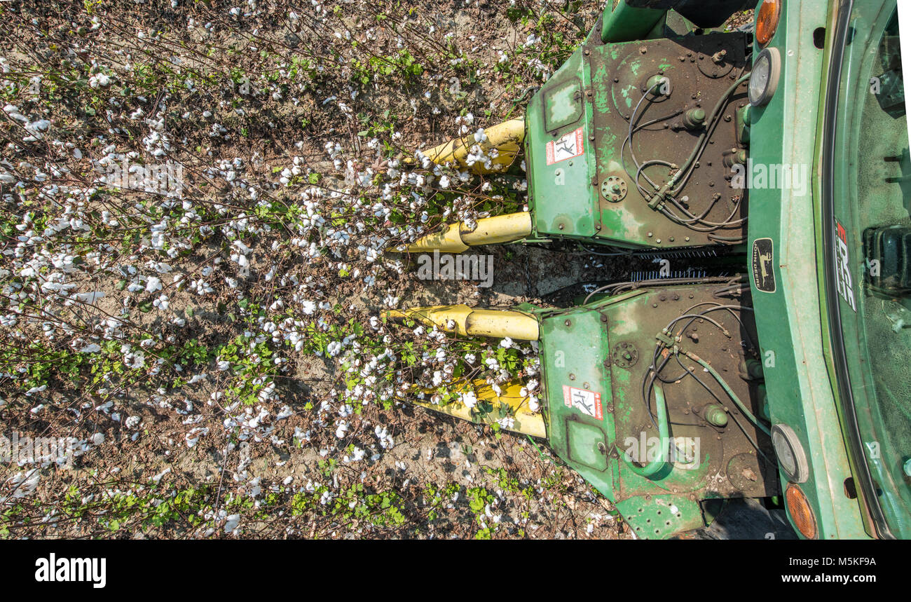 Looking down at cotton picker's heads as it intakes mature cotton into it's spindles, Tifton Georgia. Stock Photo