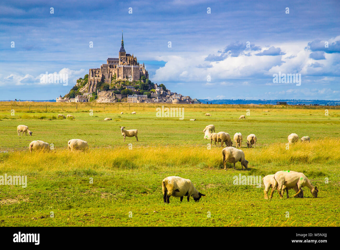 Beautiful view of famous historic Le Mont Saint-Michel tidal island with sheep grazing on fields of fresh green grass on a sunny day with blue sky and Stock Photo