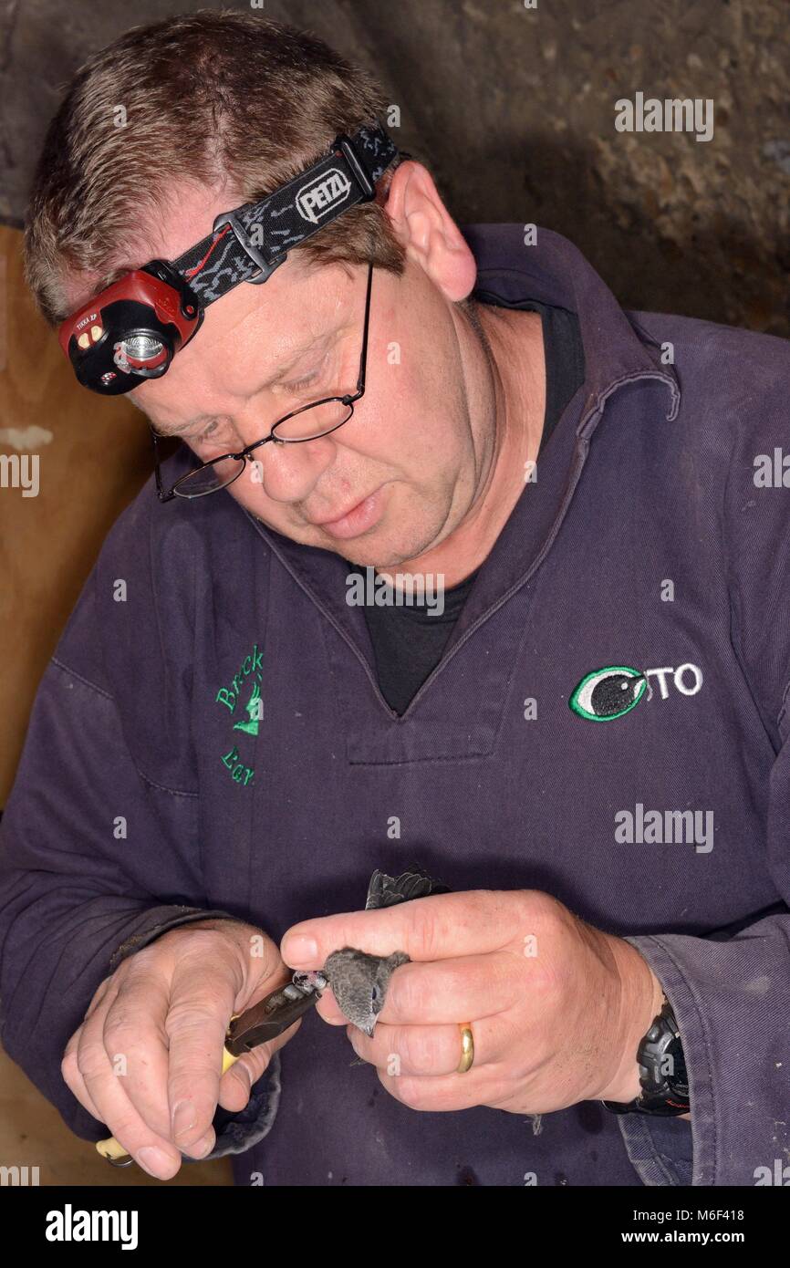 Simon Evans ringing a Common swift chick (Apus apus) removed briefly from a nest box in a church belfry, Worlington, Suffolk, UK, July. Stock Photo