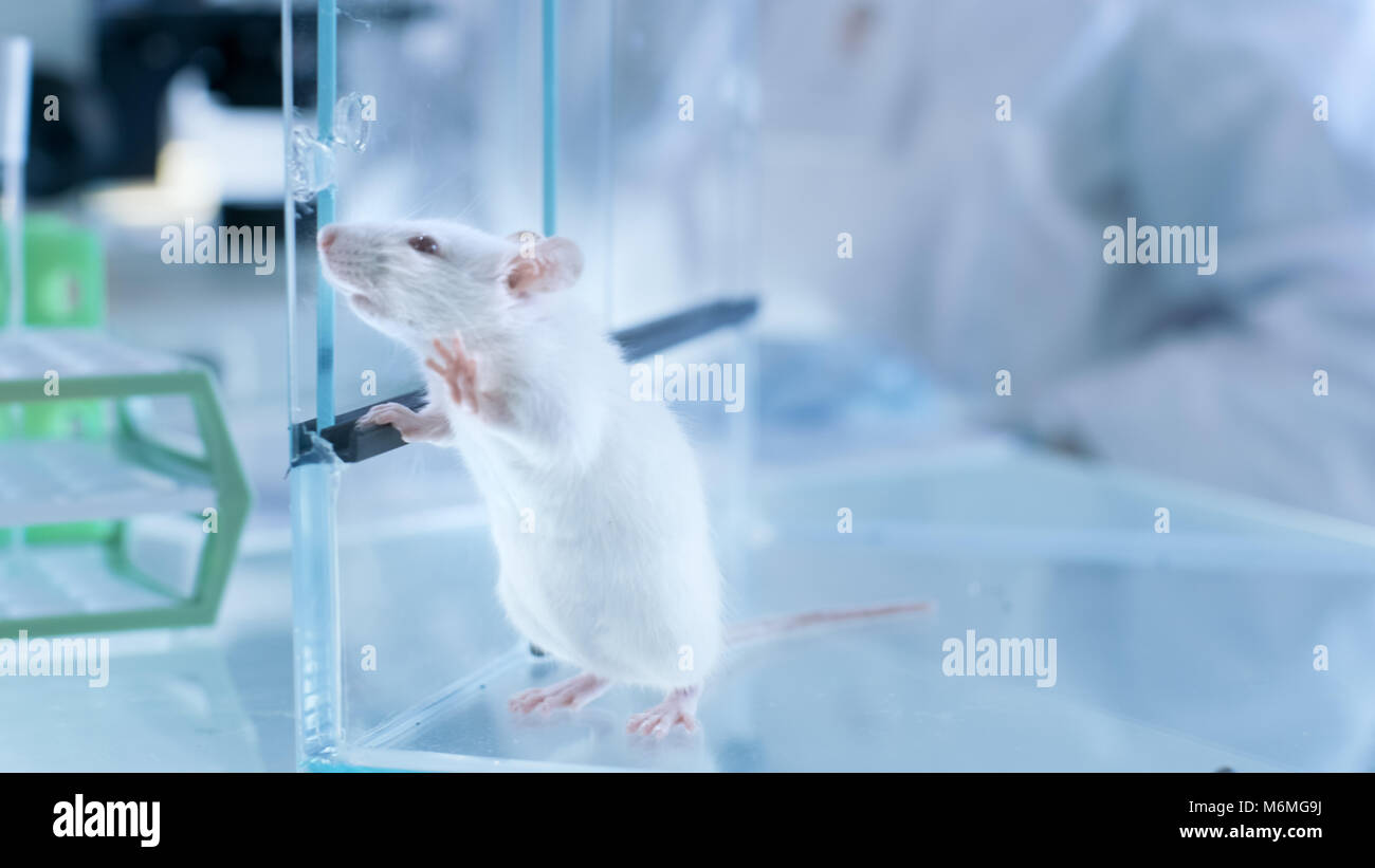 Shot of Laboratory Mouse in a Glass Cage in Scientific Laboratory. Stock Photo