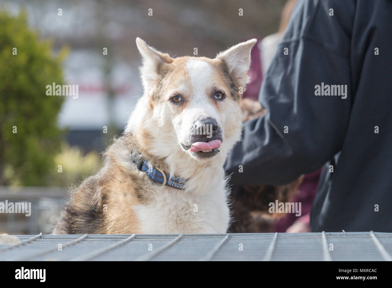 Border Collie and German shepherd cross breed dog Stock Photo