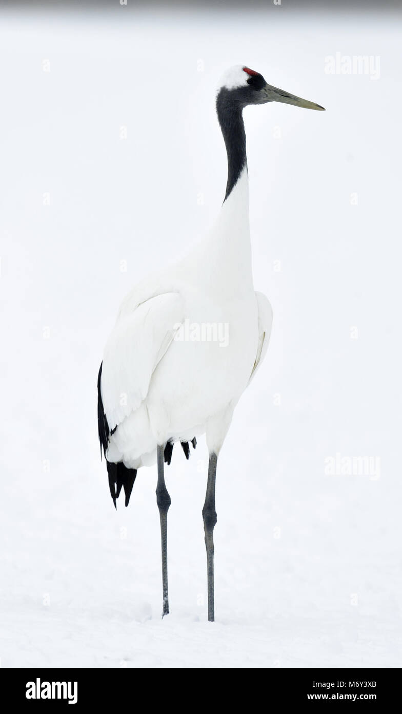 The red-crowned crane on the white snow background. Sceincific name: Grus japonensis, also called the Japanese crane or Manchurian crane. Stock Photo