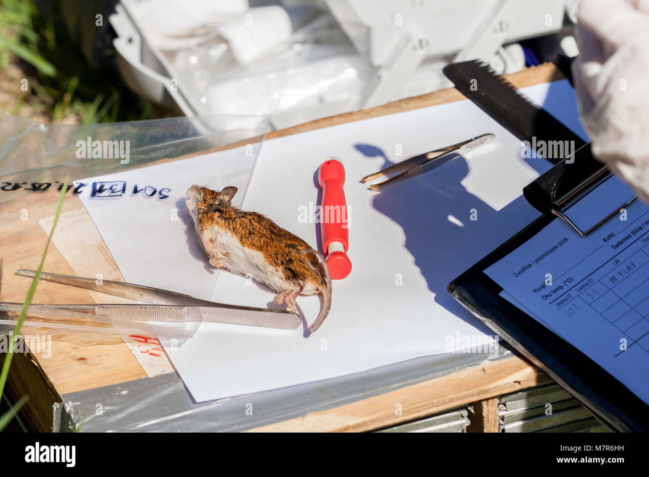 A photo of a field lab. A dead mouse is being inspected and sampled. Stock Photo