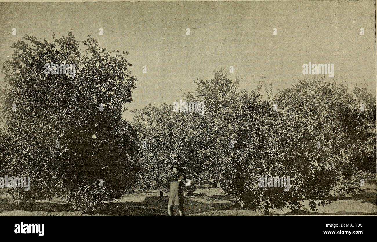 Culture of the citrus in California (1900) (20191035664 Stock Photo - Alamy