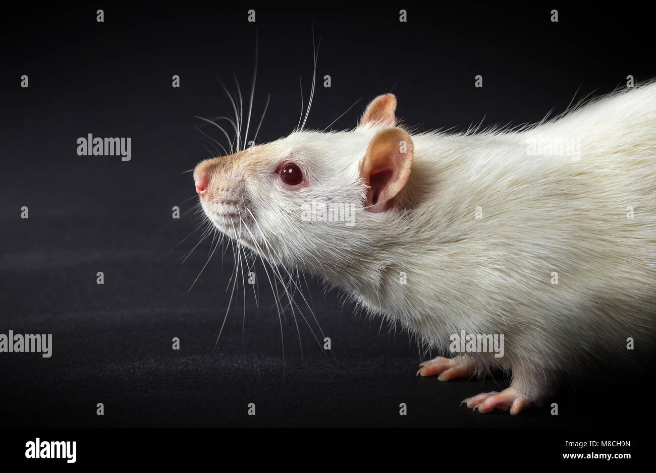 animal white rat close-up on a black background Stock Photo