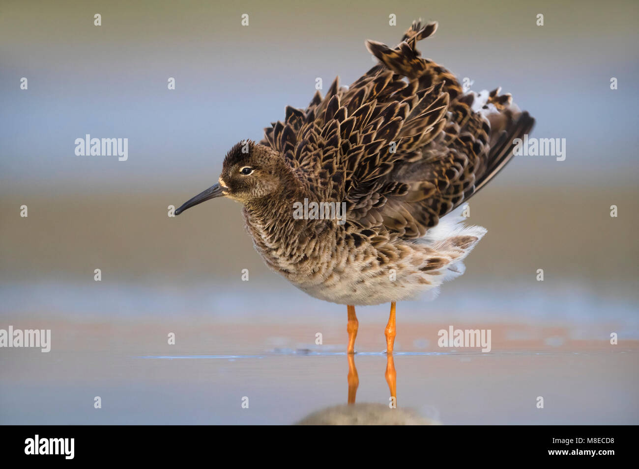 Kemphaan; Ruff Stock Photo