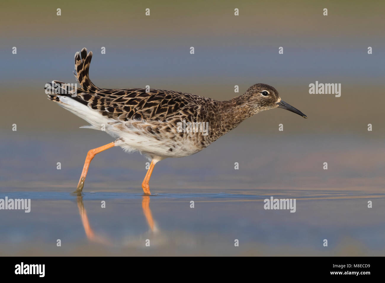 Kemphaan; Ruff Stock Photo