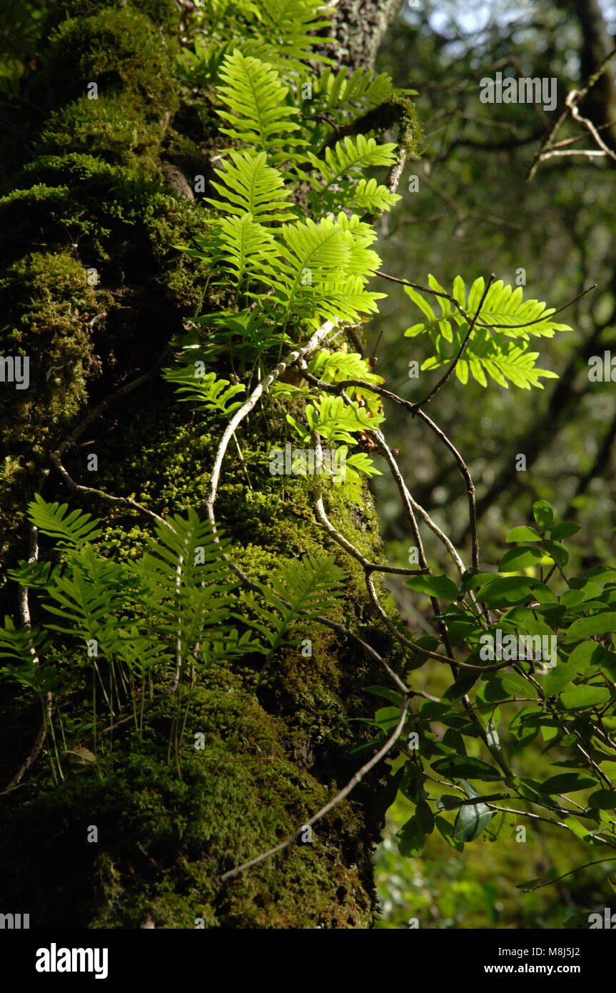 Fern and Moss Covered Tree Stock Photo