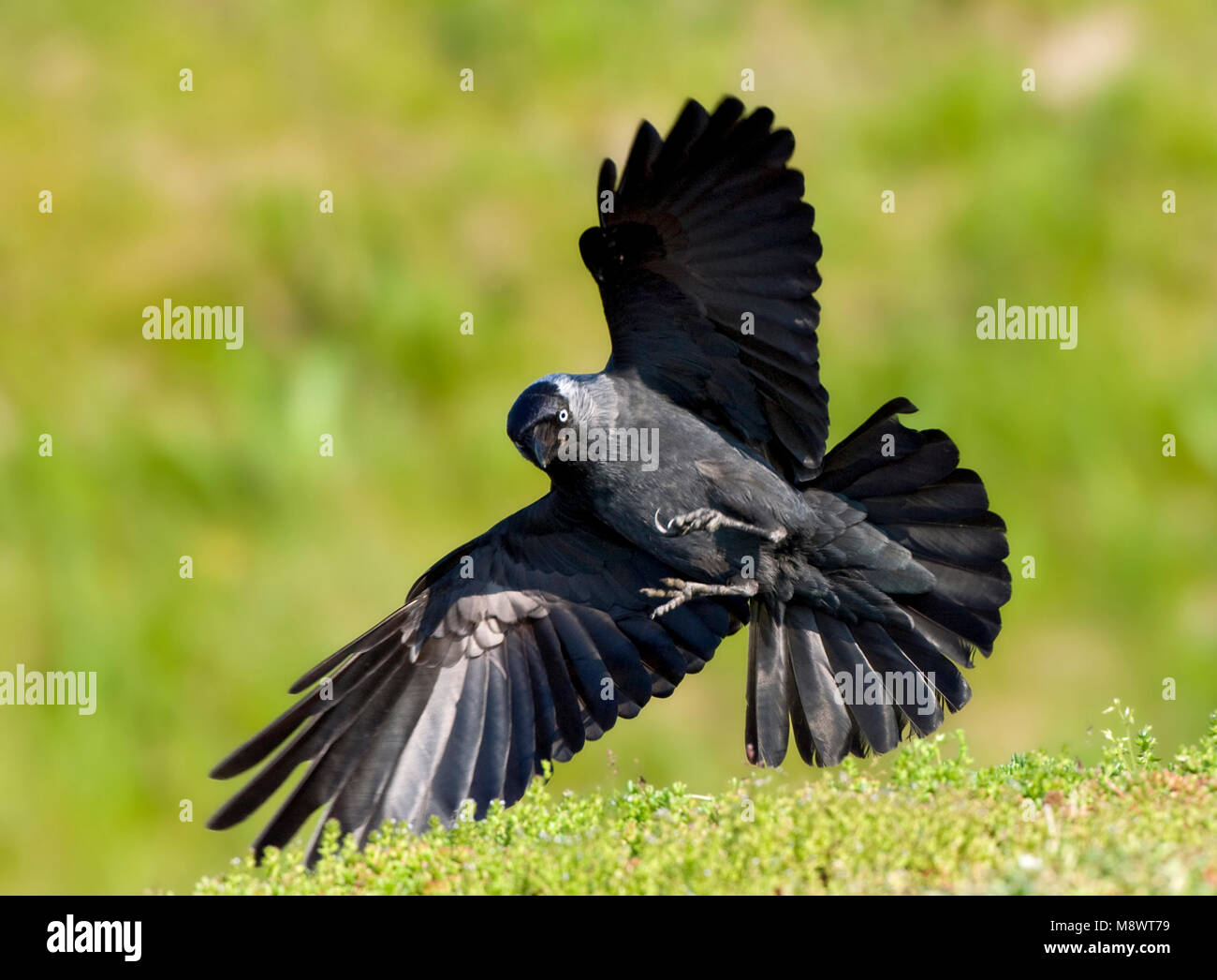 Kauw landend; Western Jackdaw landing Stock Photo