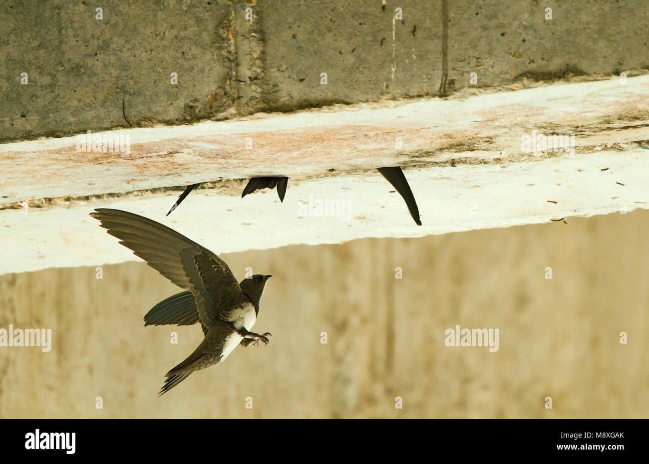 Alpengierzwaluw aanvliegend bij nest; Alpine Swift in flight near nest Stock Photo