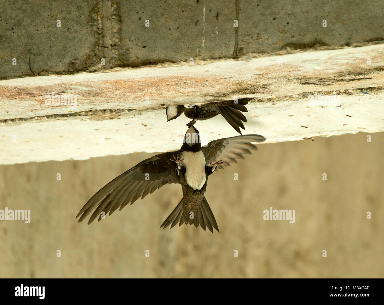 Alpengierzwaluw aanvliegend bij nest; Alpine Swift in flight near nest Stock Photo