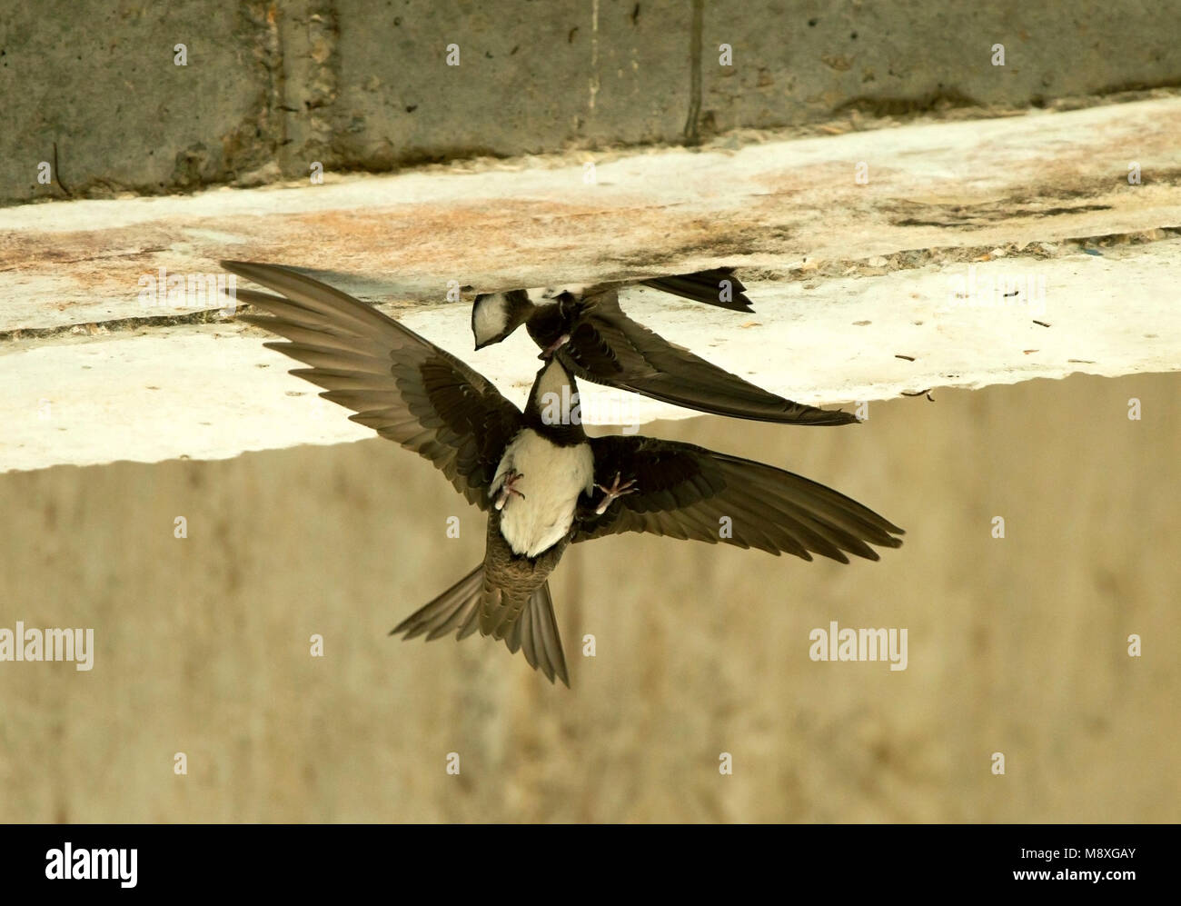 Alpengierzwaluw aanvliegend bij nest; Alpine Swift in flight near nest Stock Photo