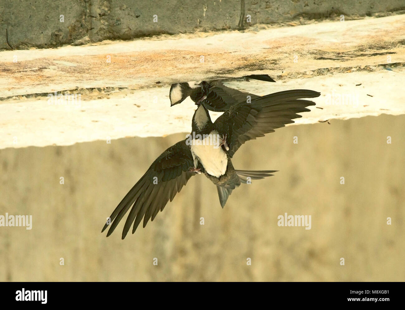 Alpengierzwaluw aanvliegend bij nest; Alpine Swift in flight near nest Stock Photo