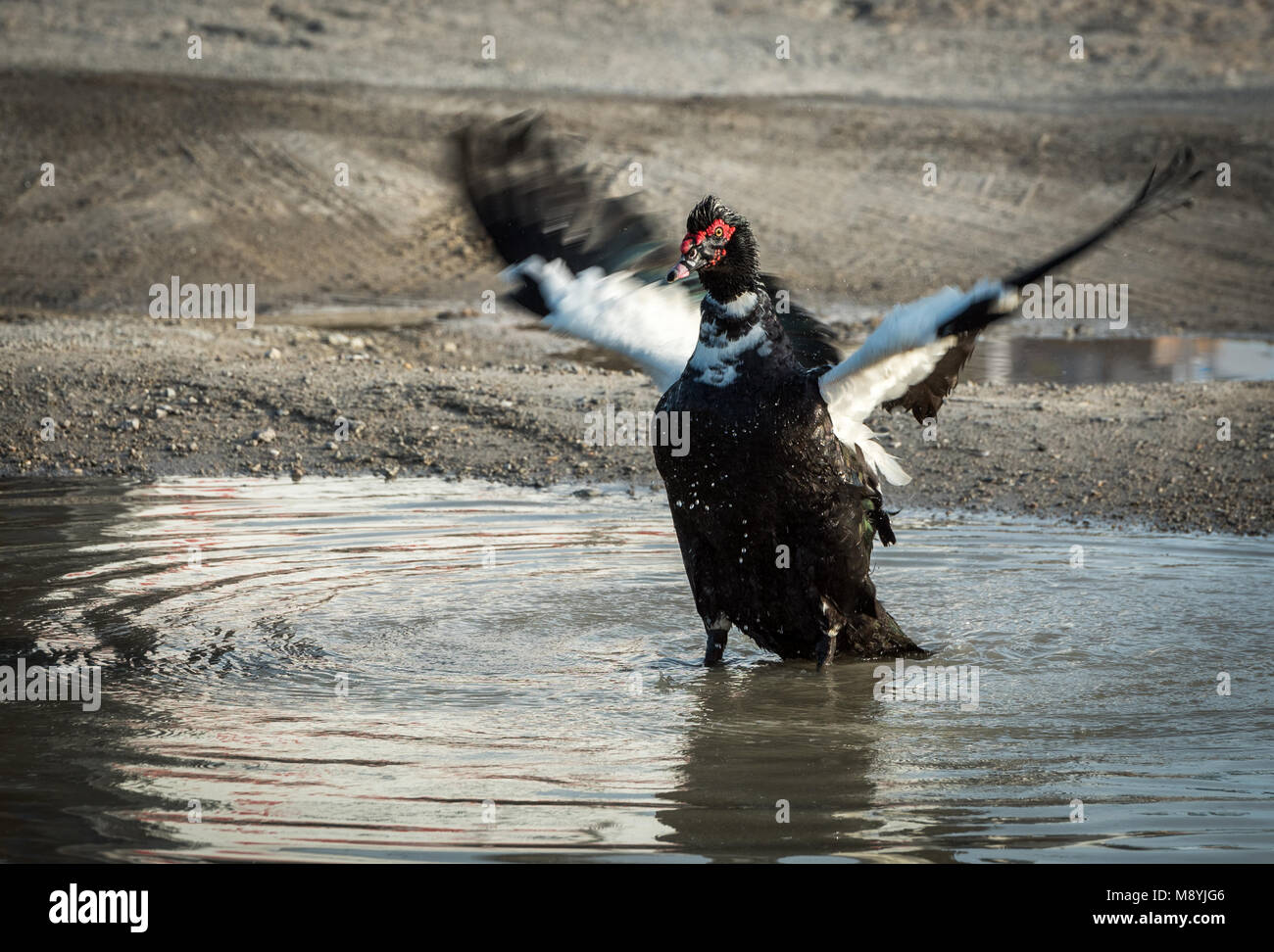 Muscovy Duck flapping wings in puddle with small waves Stock Photo