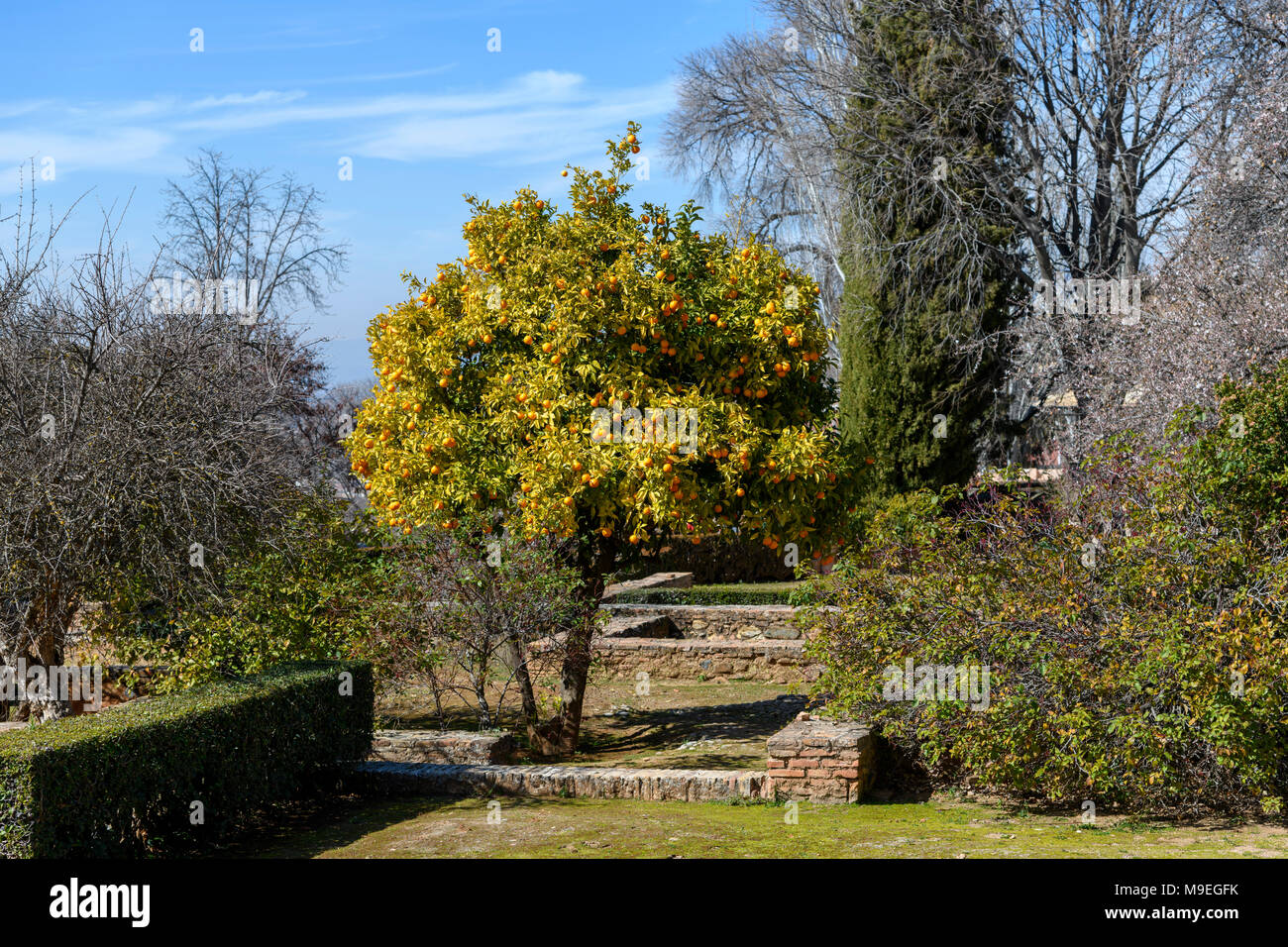 Typical Spanish orange tree in La Alhambra gardens (Granada, Spain) Stock Photo