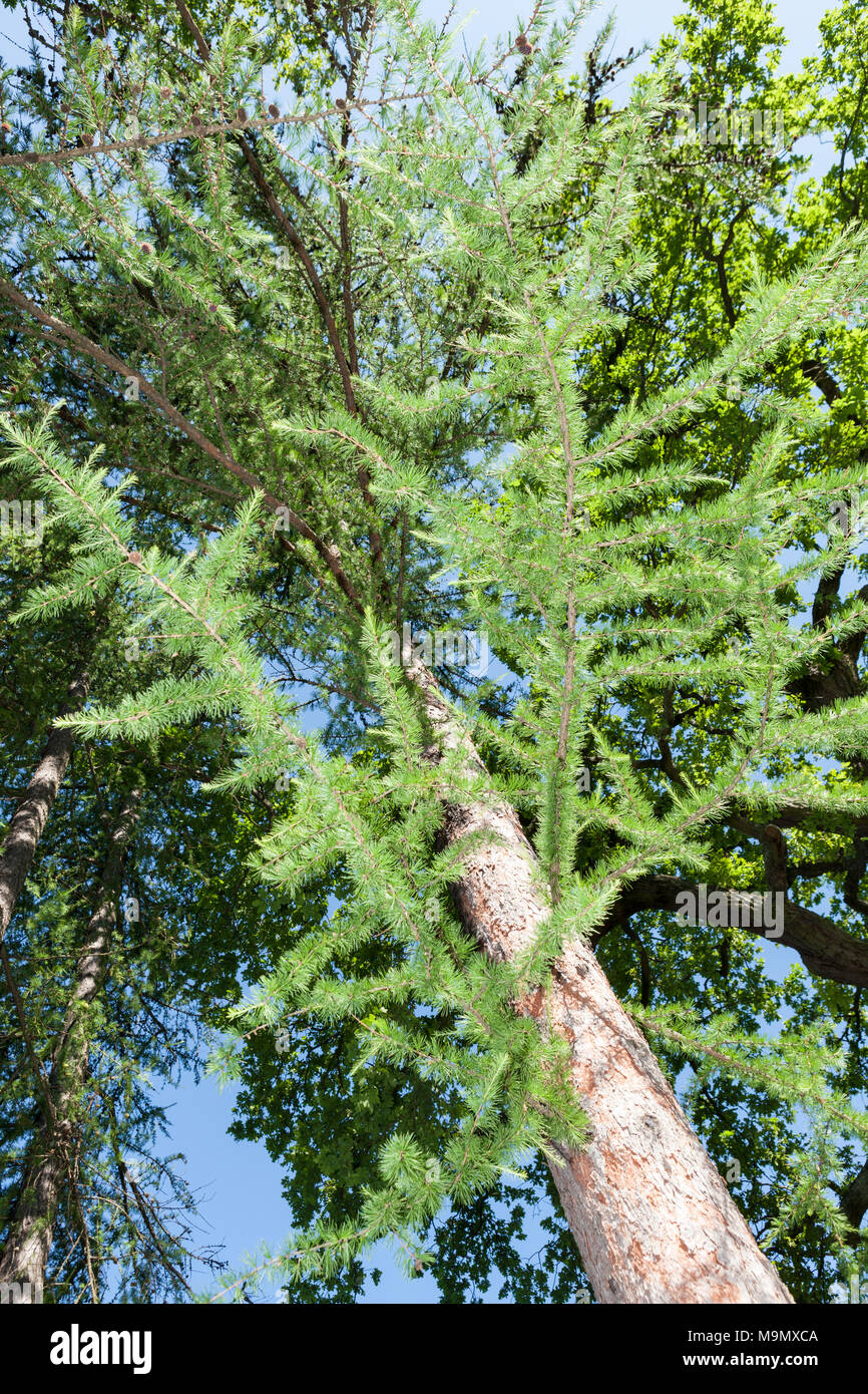 Western Larch, Kaskadlärk (Larix occidentalis) Stock Photo