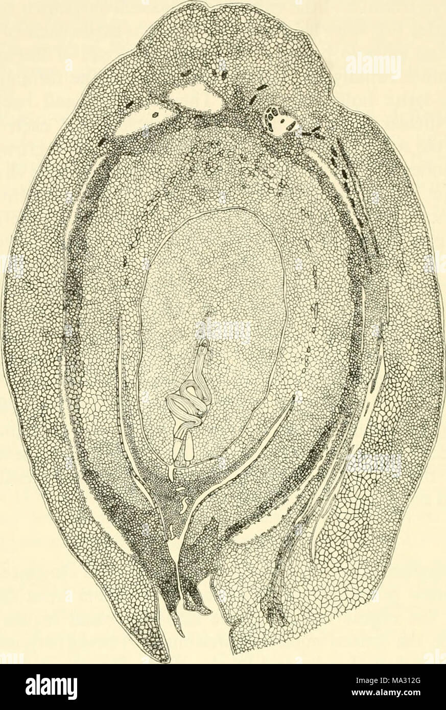 . Embryogenesis in plants Stock Photo