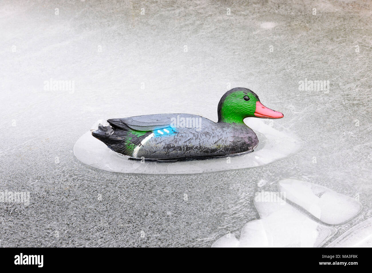 Plastic duck on frozen garden pond Stock Photo