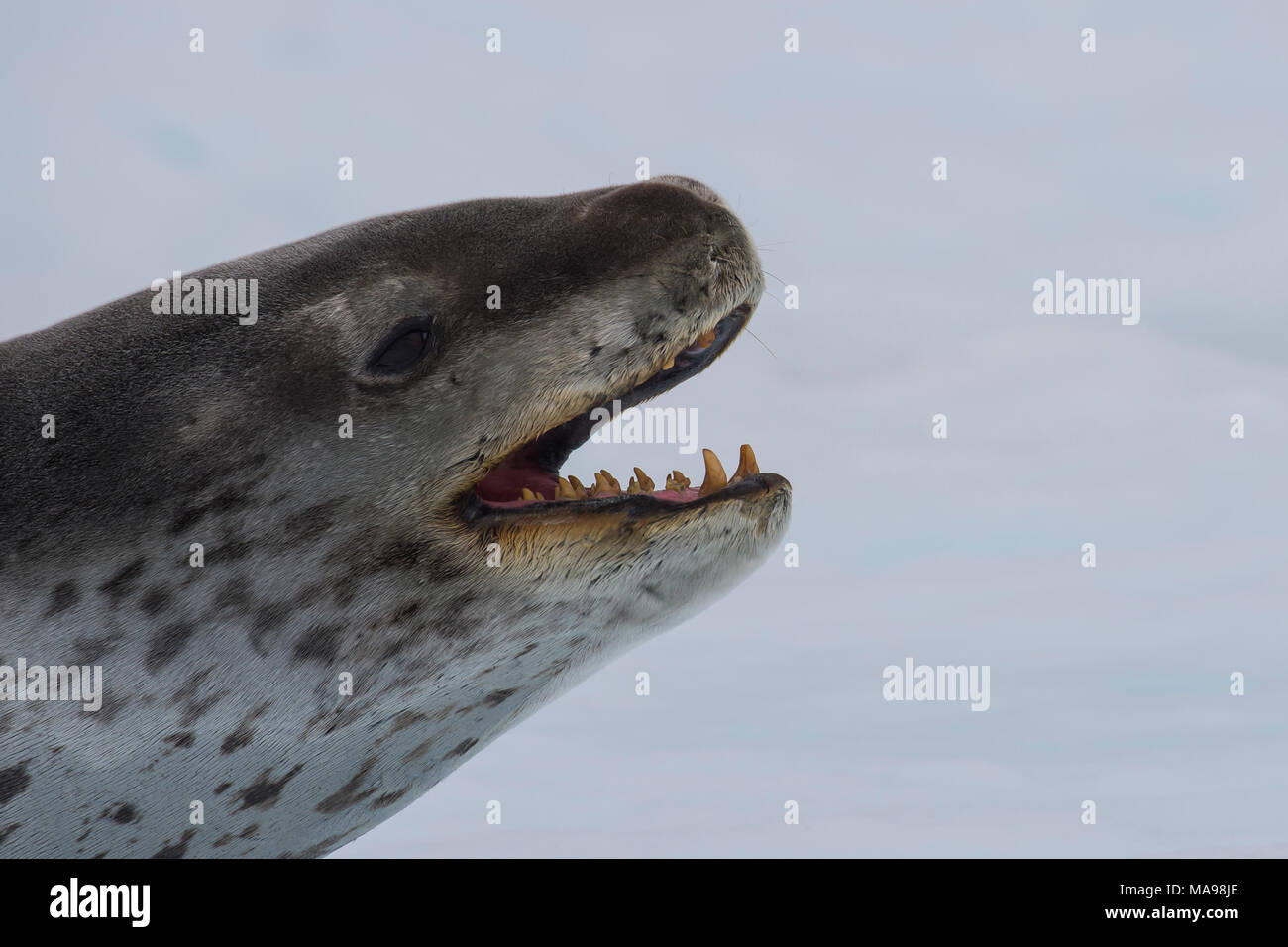 Leopard seal teeth hi-res stock photography and images - Alamy