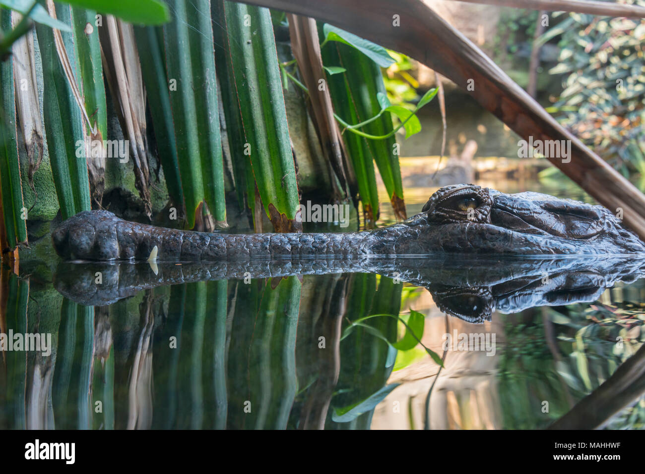 Gharial,hiding amongst reeds Stock Photo