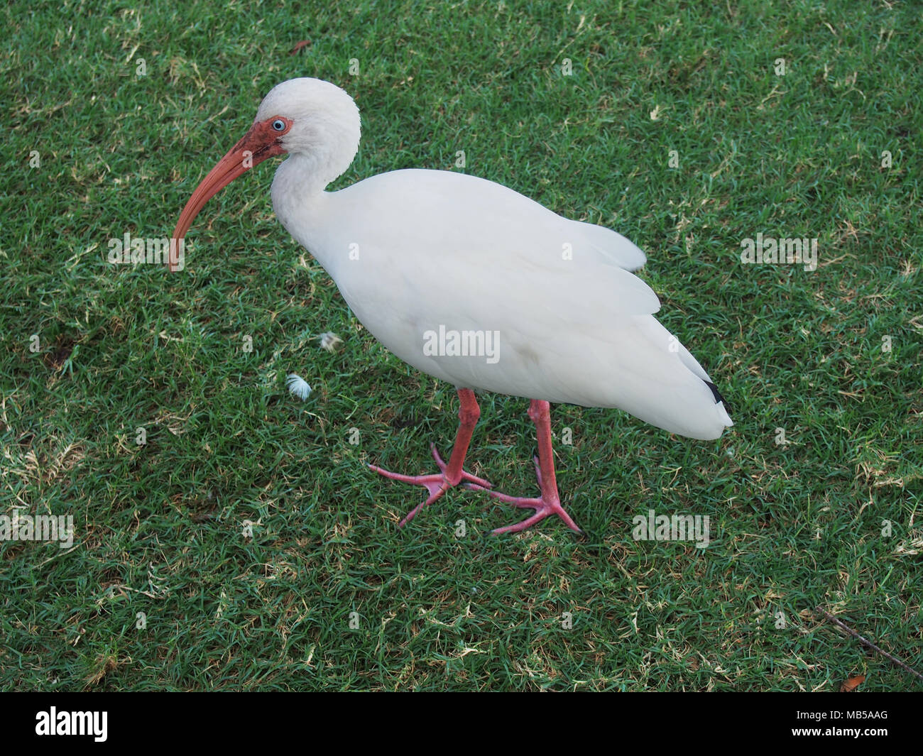 American White Ibis, Florida, USA 2017 © Katharine Andriotis Stock Photo