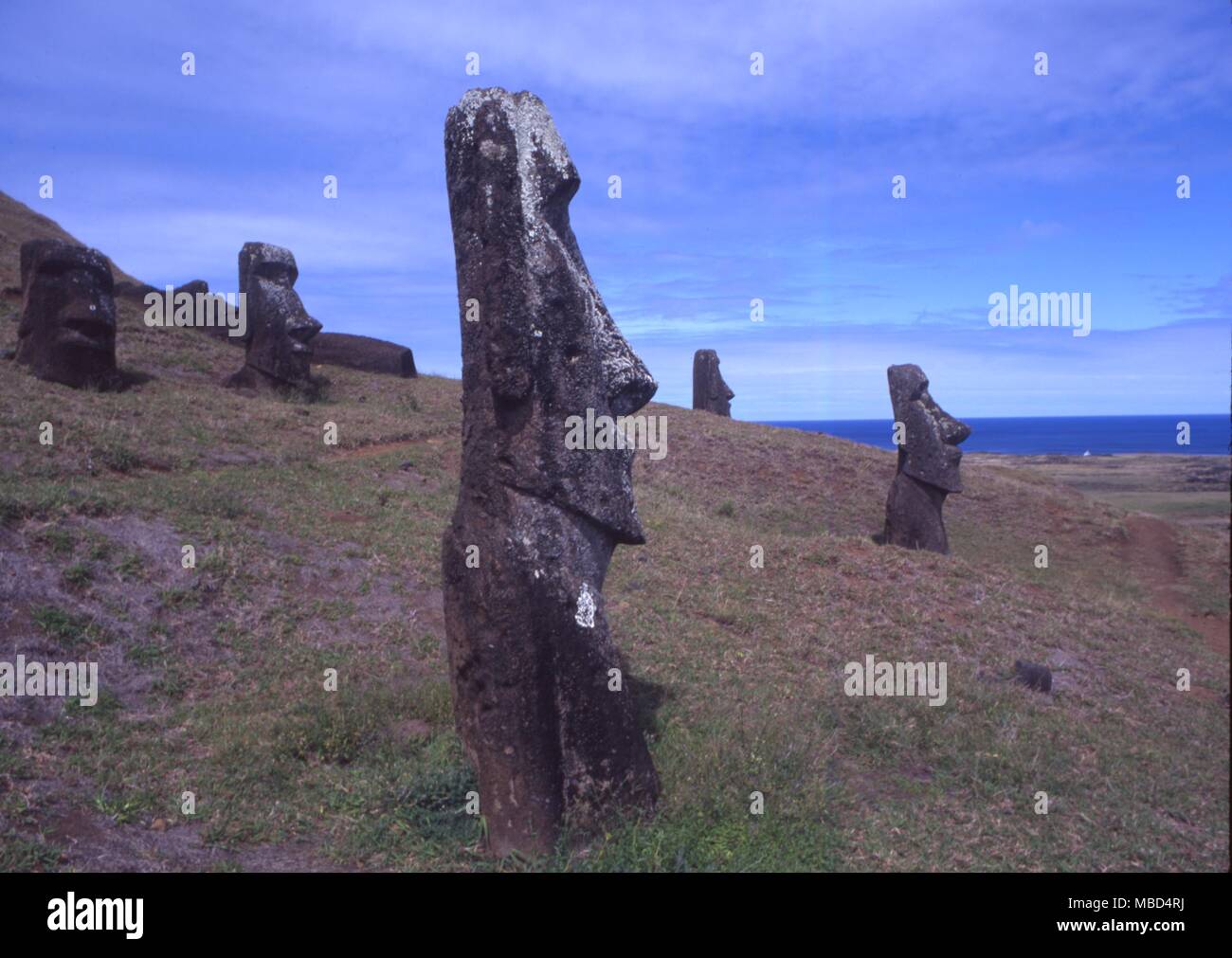 Easter Island A few of the upright giant statues near the ancient volcanic quarry, on Easter Island © Charles Walker / Stock Photo