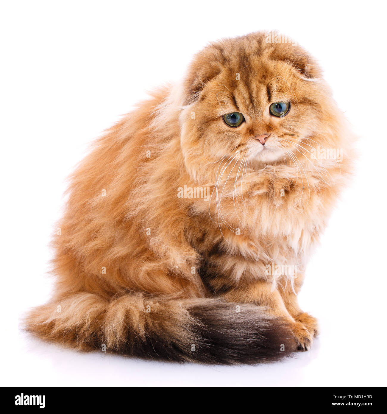 Scottish Fold cat Stock Photo