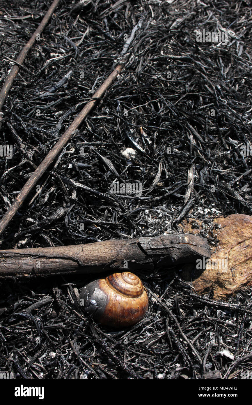 Burning Wheat Fields Stock Photo