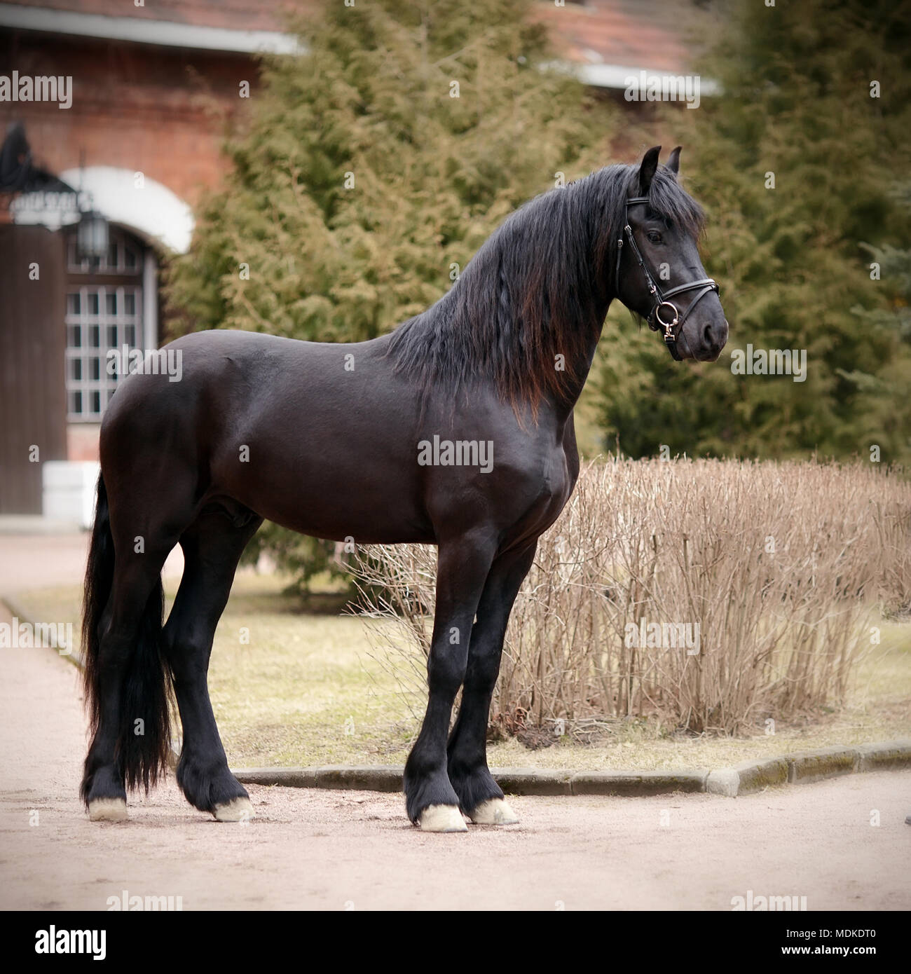 Black stallion. Sports black horse. Thoroughbred horse. Beautiful horse. Stock Photo