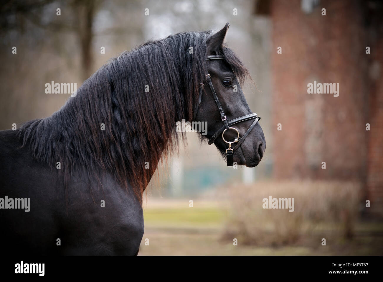 Black stallion. Portrait of a sports black horse. Thoroughbred horse. Beautiful horse. Stock Photo