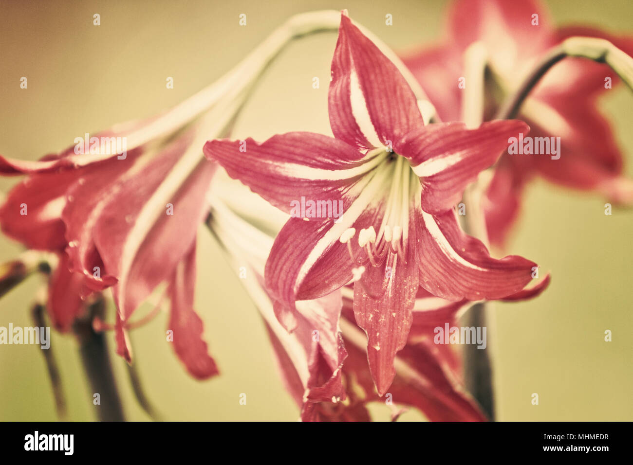 red lily flowers closeup Stock Photo