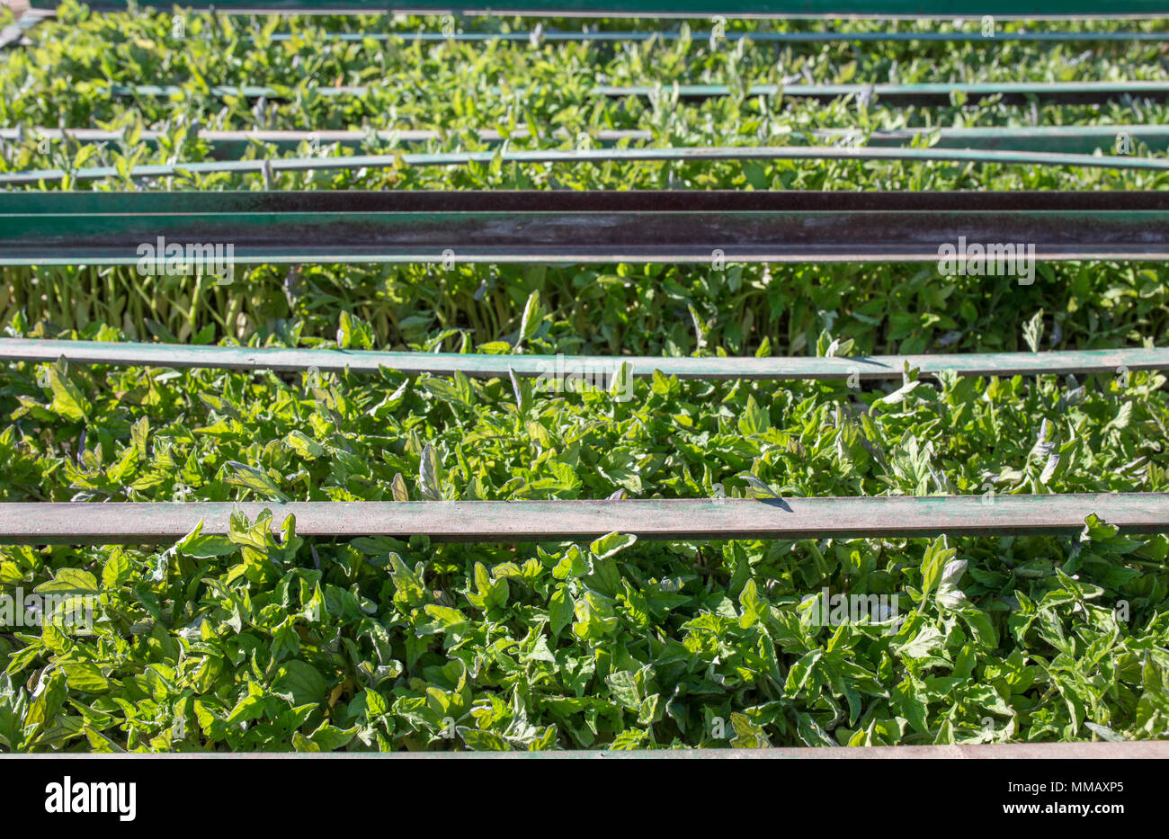 Tomato seedlings trays on trailer racks. Plants ready to be loaded on transplanter Stock Photo