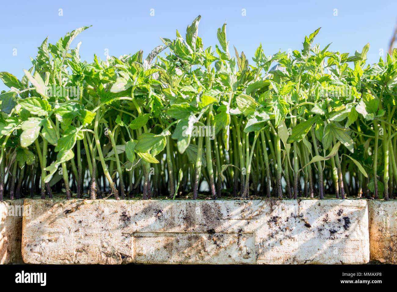 Tomato planting in polystyrene trays. Selective focus on stems Stock Photo