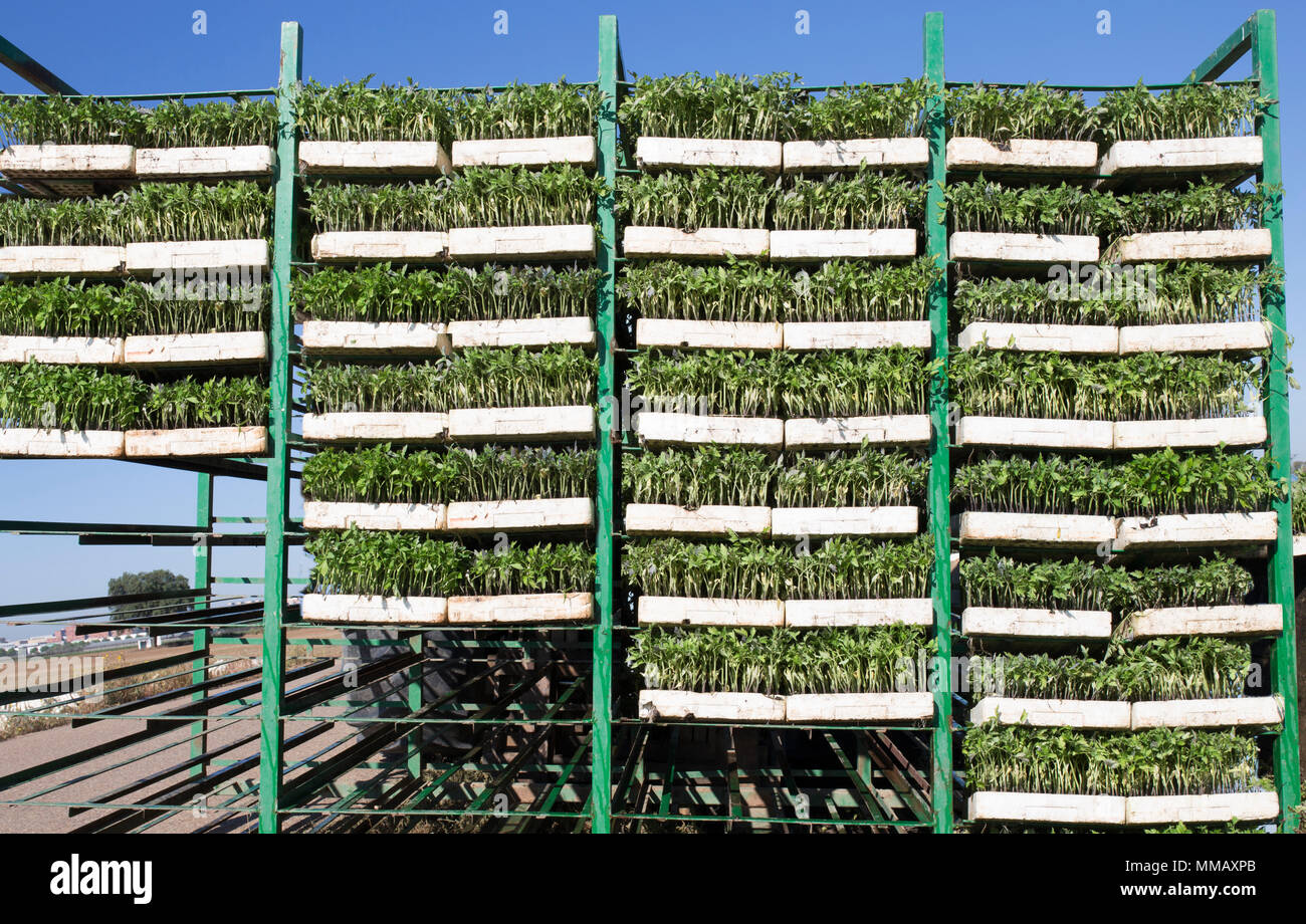 Tomato seedlings trays on trailer racks. Plants ready to be loaded on transplanter Stock Photo