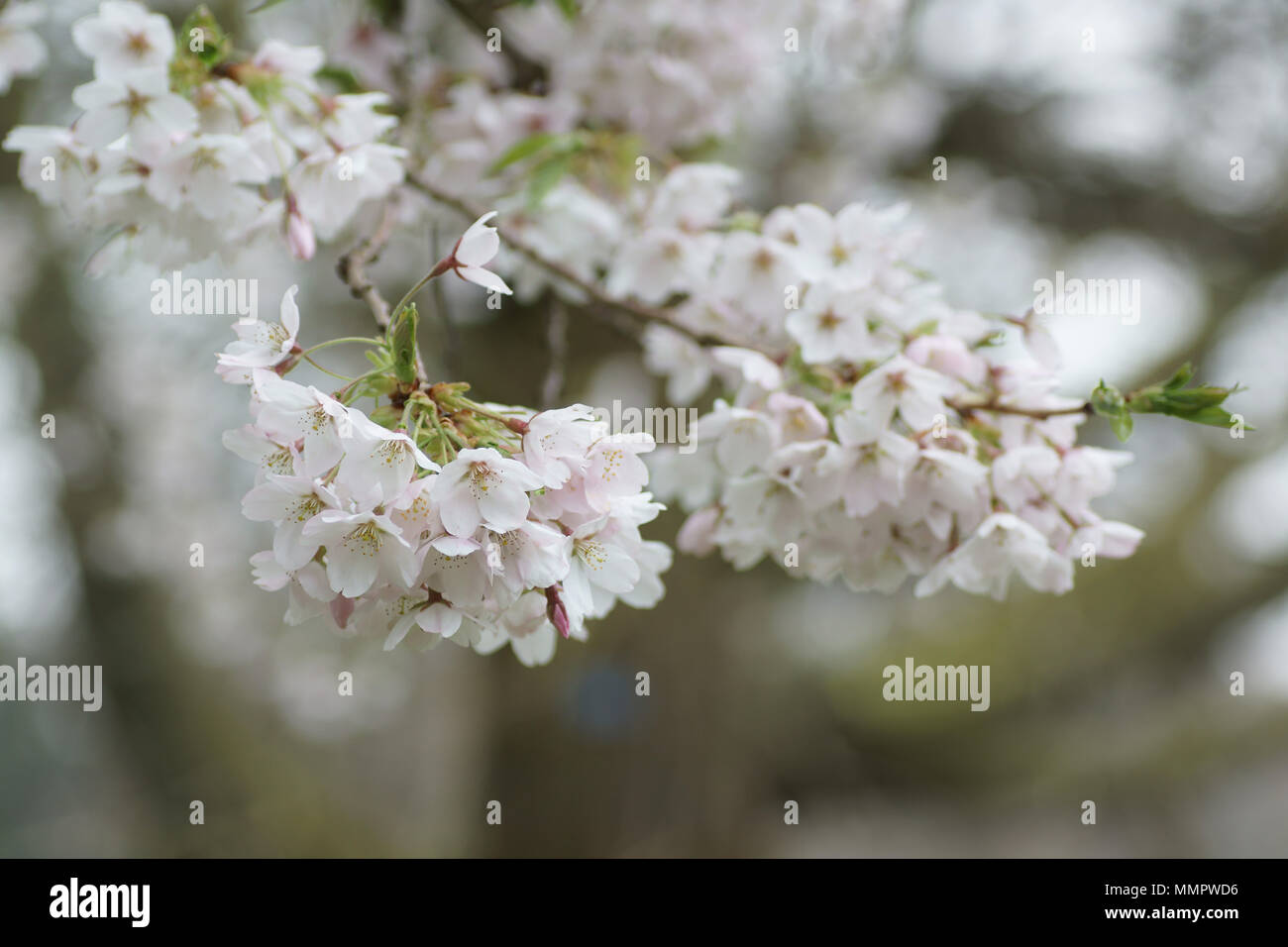 Yoshino cherry (Prunus x yedoensis) Stock Photo