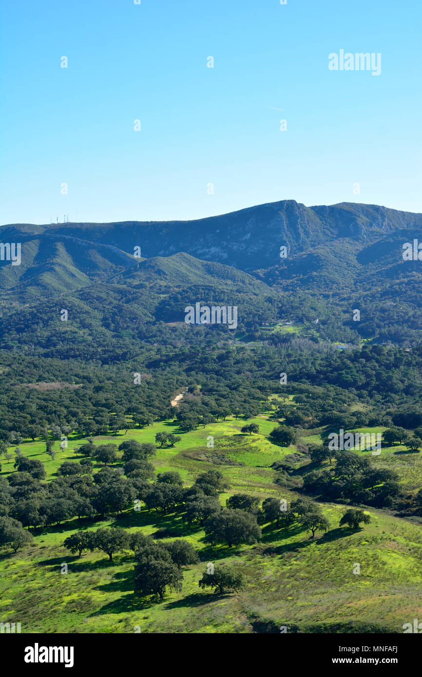 Cork trees at the Arrabida Nature Park. Portugal Stock Photo