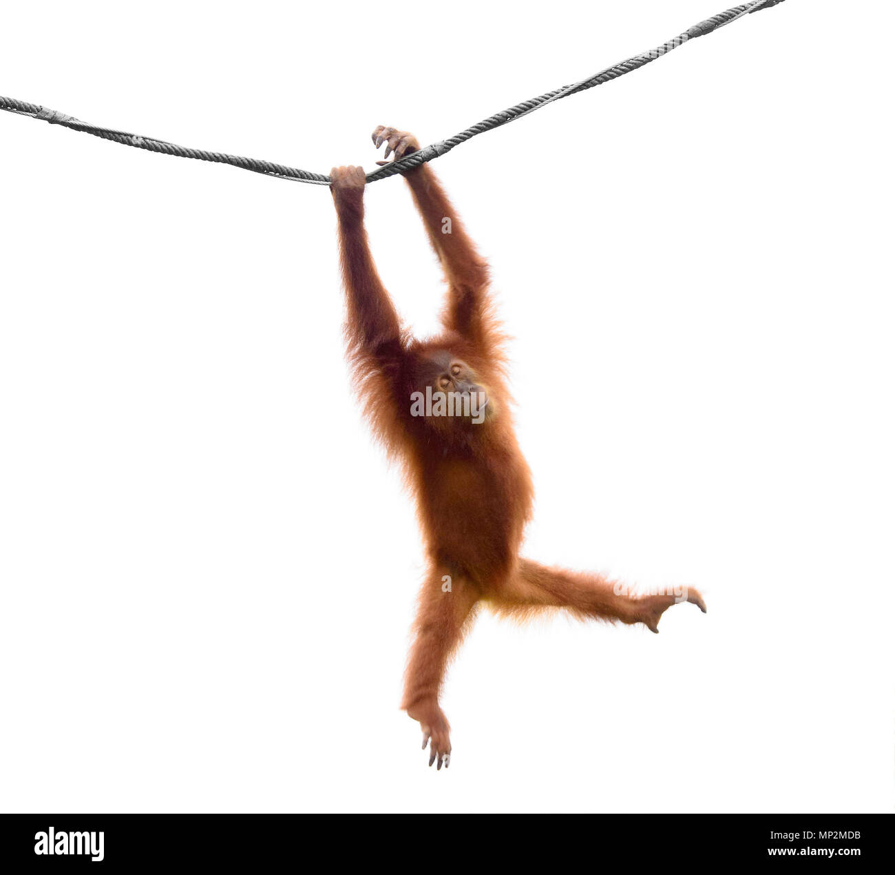 Baby orangutan swinging on rope in a funny pose isolated on white background Stock Photo