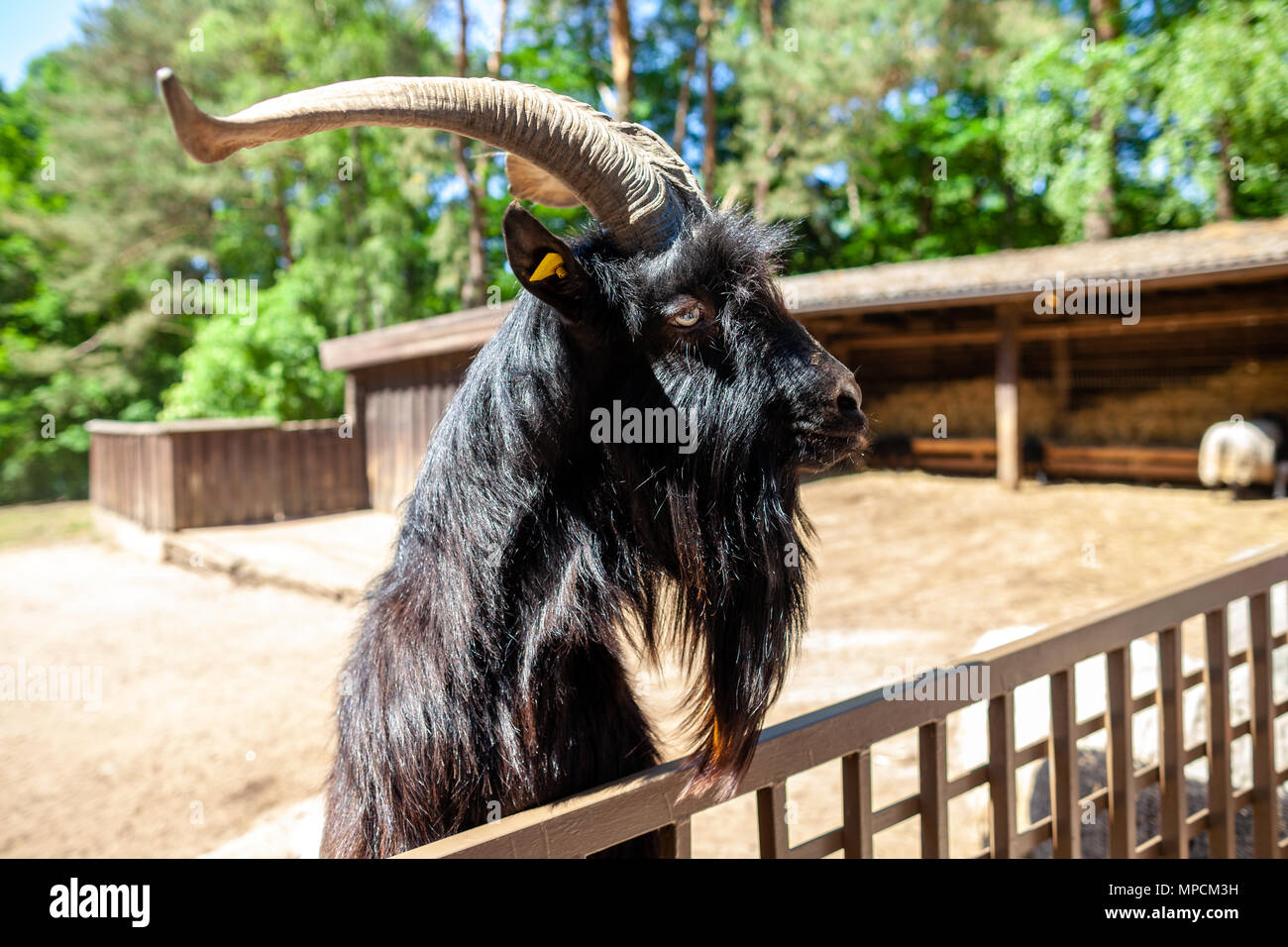 A male goat looks over a fence Stock Photo