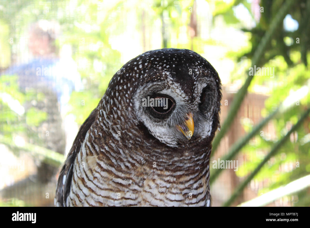 Close up of Wood Owl with open mouth Stock Photo