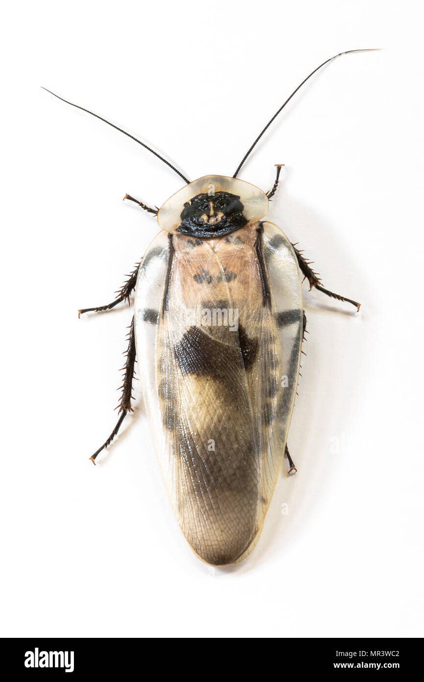 Picture of a white and black roach cockroach, isolated on white background. Stock Photo