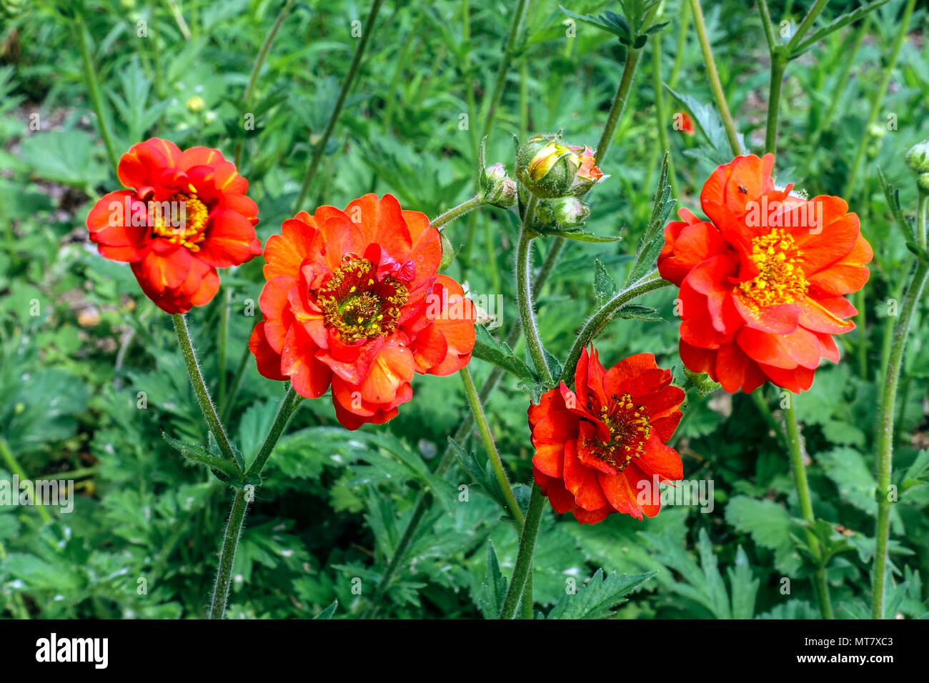 Geum quellyon 'Feuerball' or Geum Mrs J. Bradshaw Stock Photo