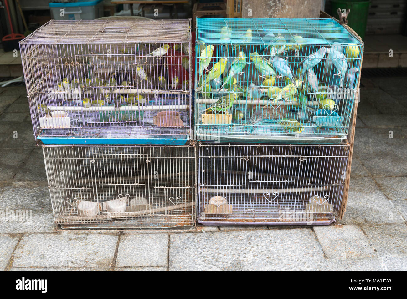 Canary Birds in Cages For Sale Stock Photo