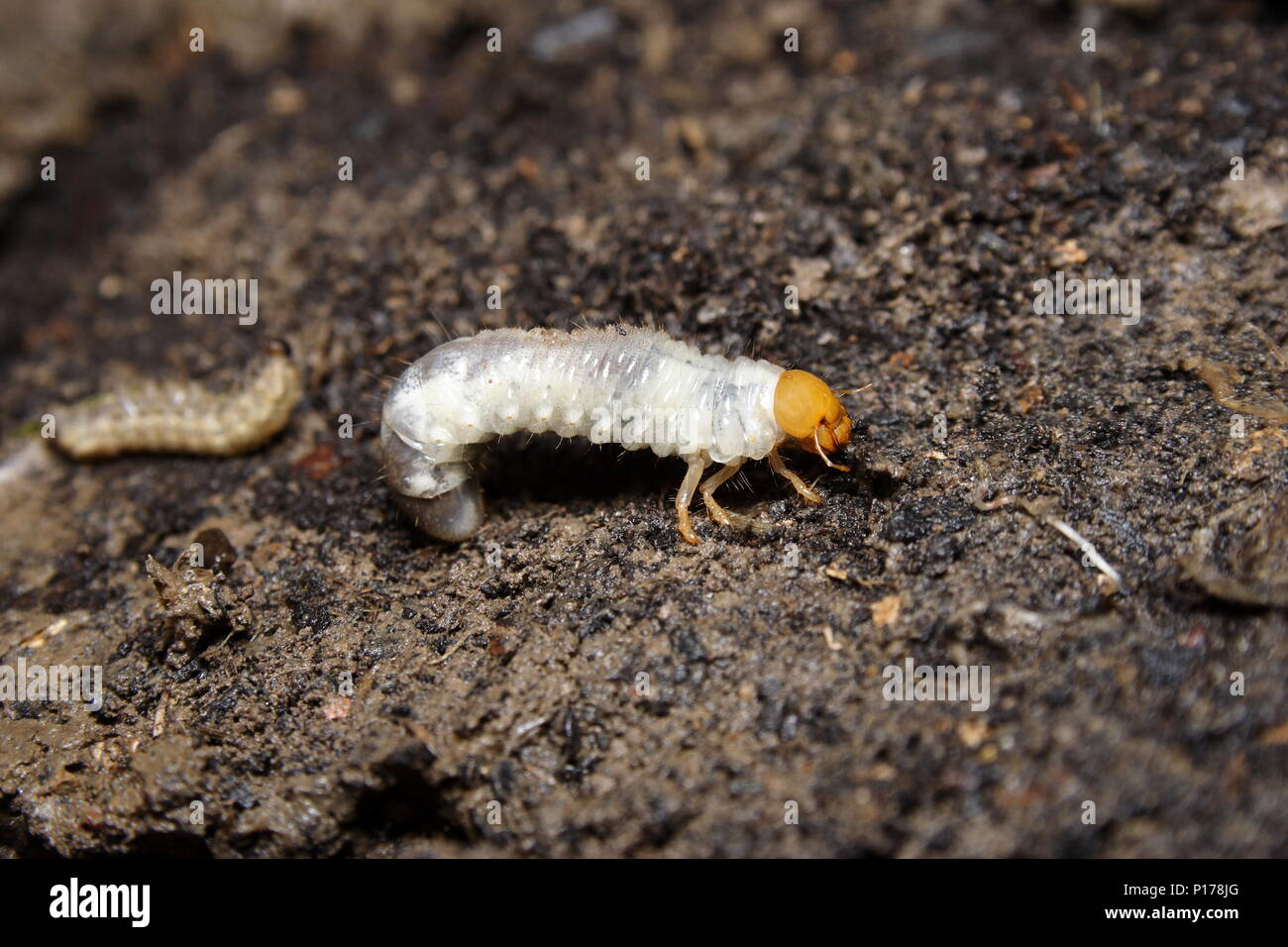 Curl Grub larvae of the cockchafer beetle Stock Photo