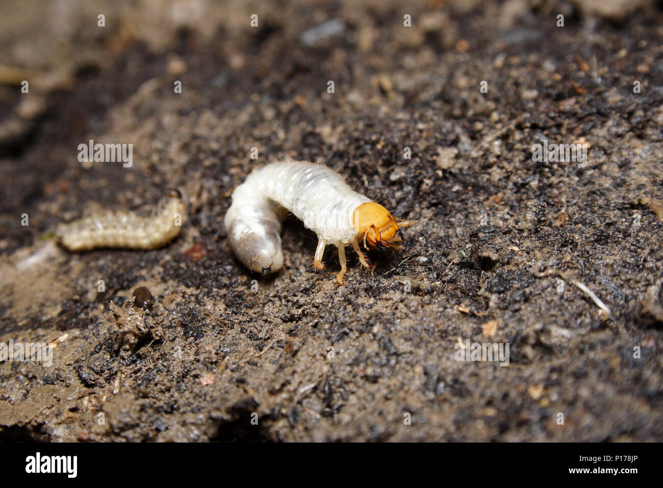 Curl Grub larvae of the cockchafer beetle Stock Photo