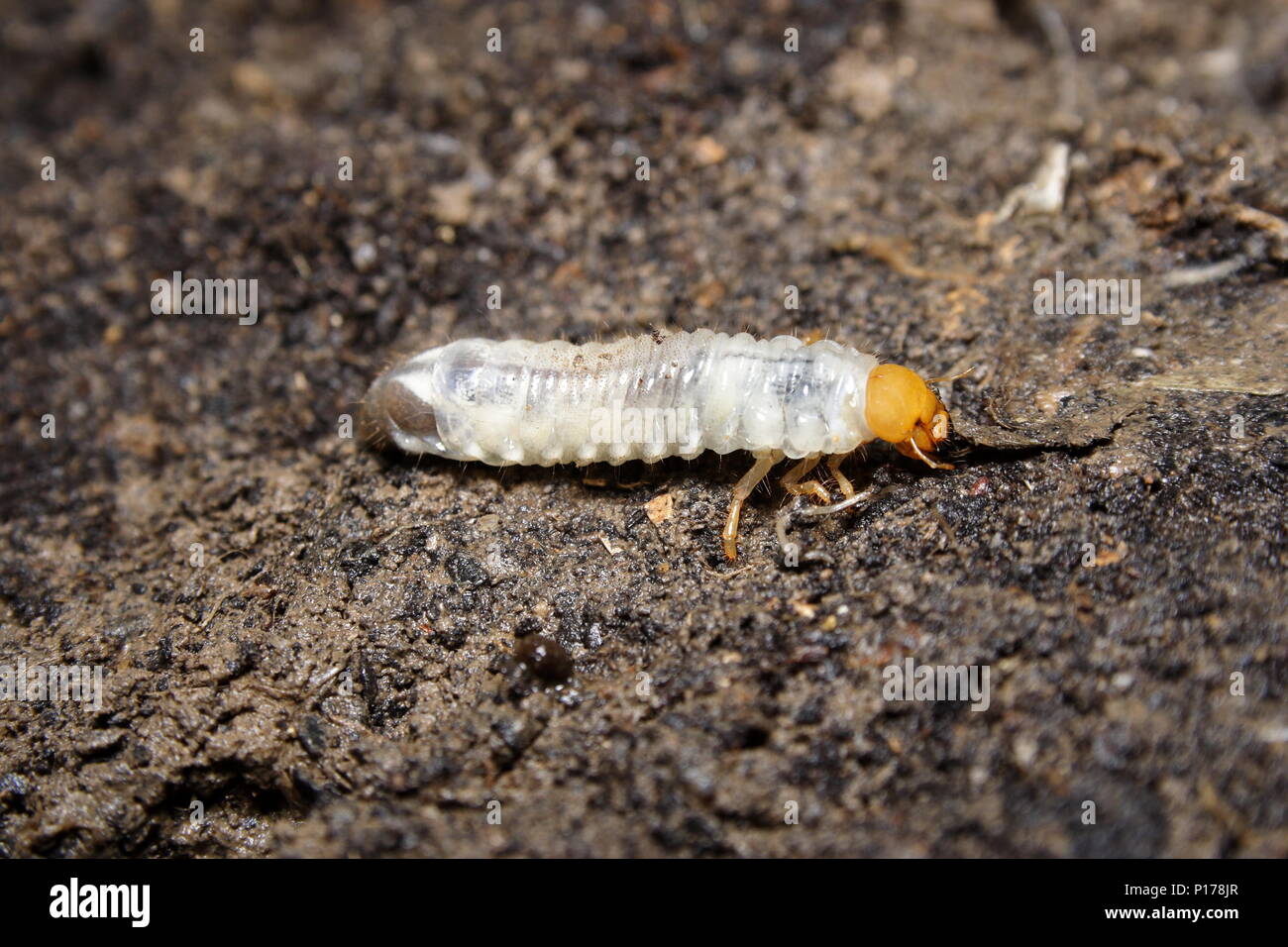 Curl Grub larvae of the cockchafer beetle Stock Photo